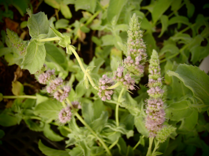 18668 / Mentha longifolia var. Libanon